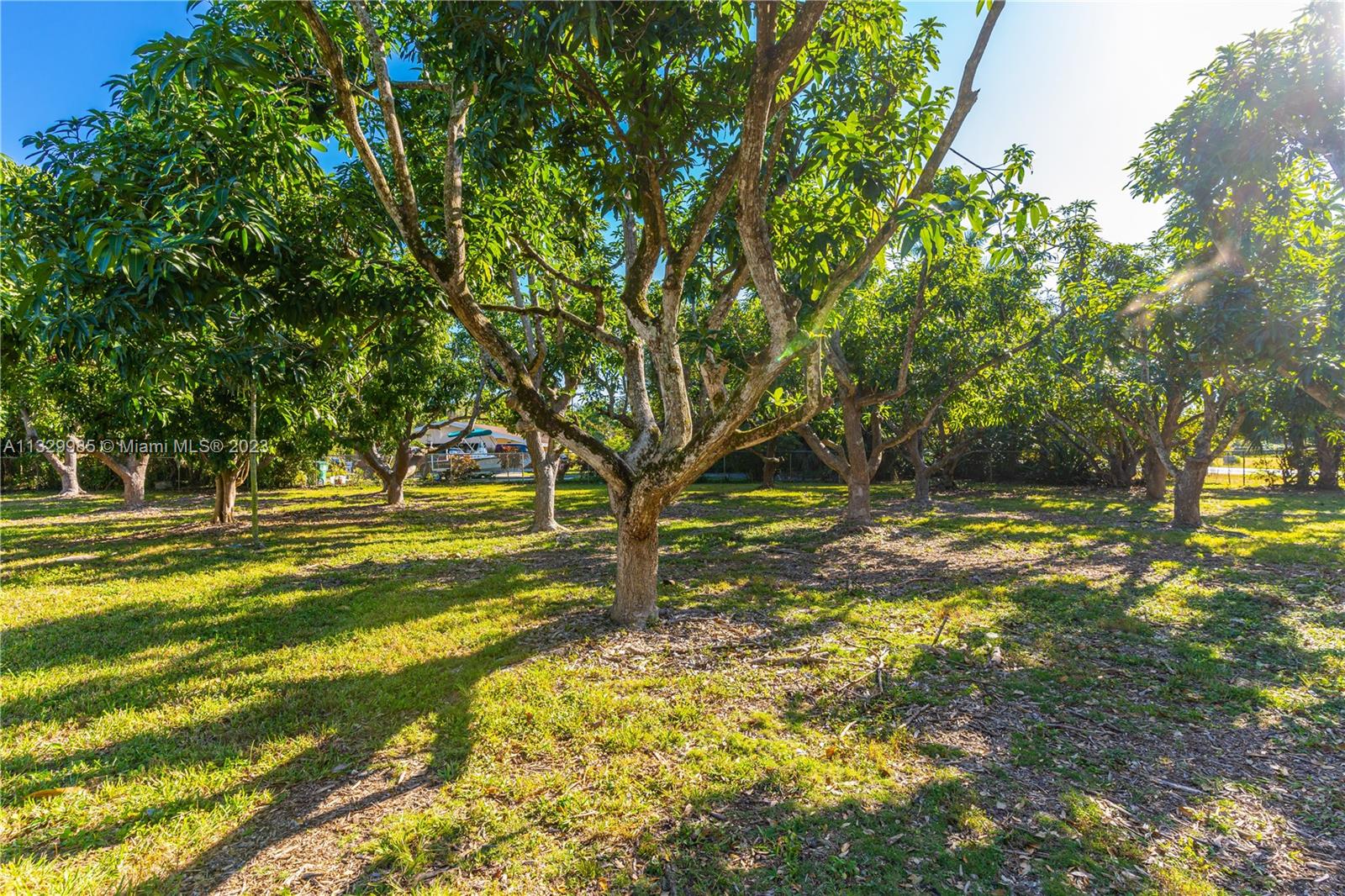 Mango Grove