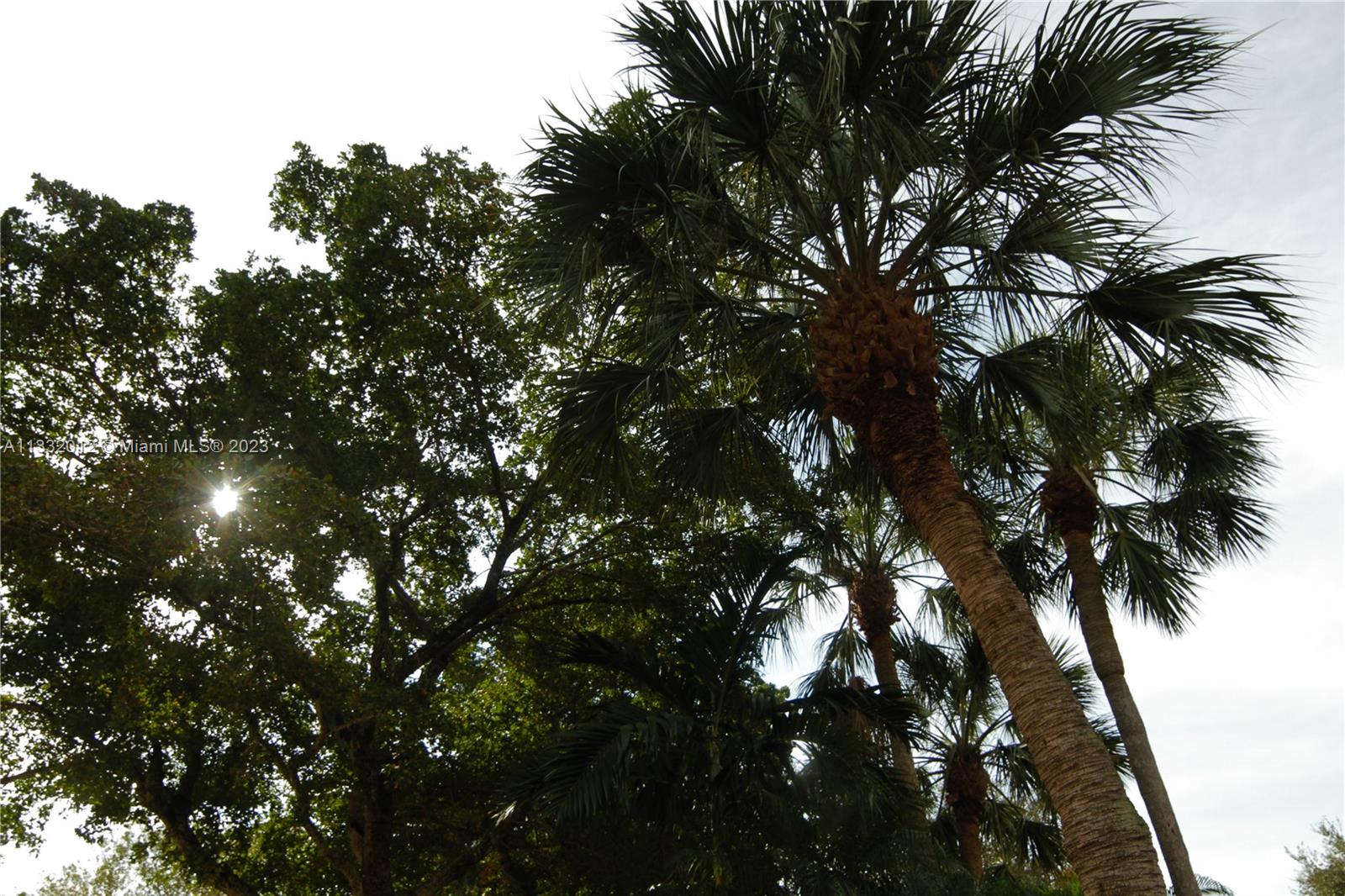 lush trees and greenery