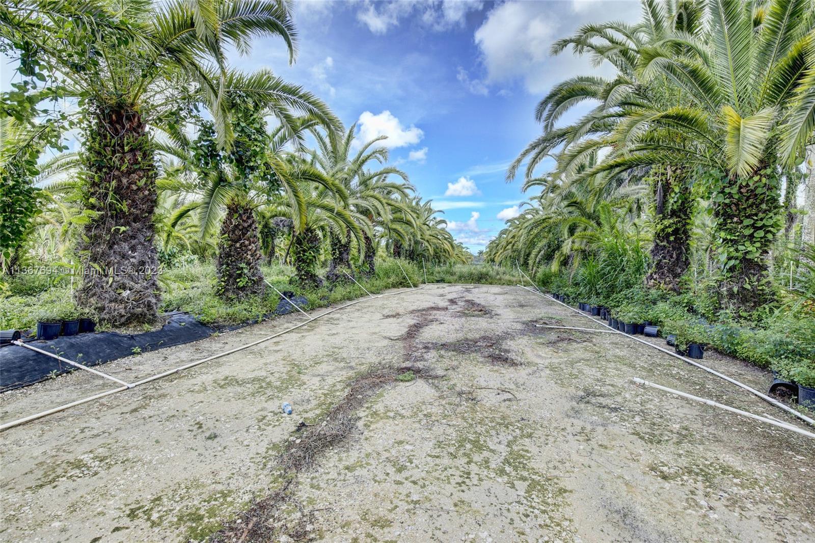 Approx. 100 Canary island trees