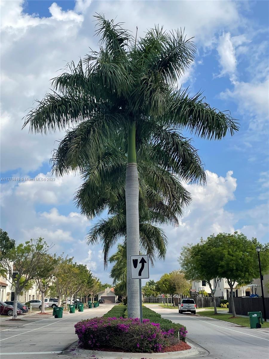 streets are lined with beautiful palms!