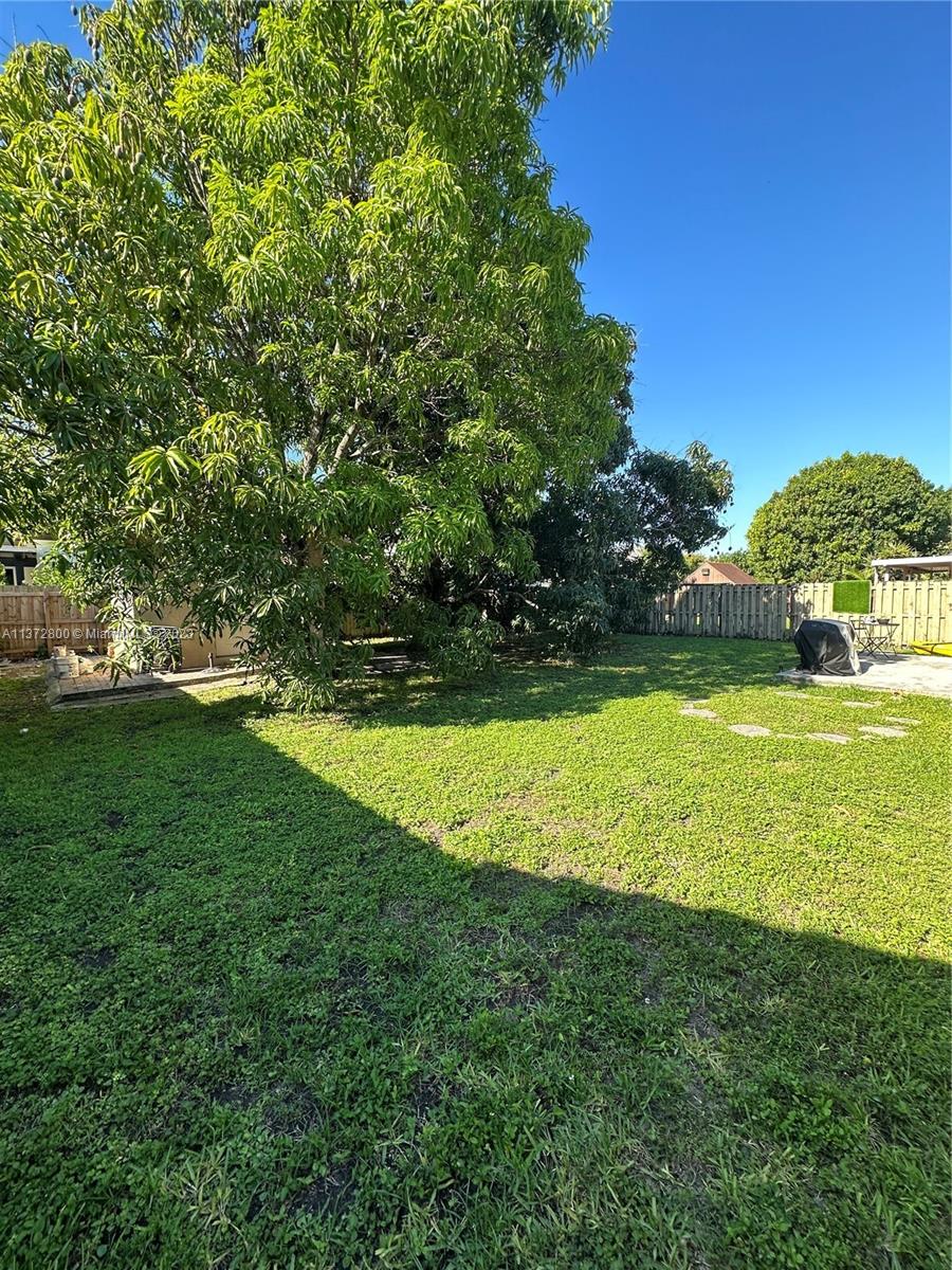 3 mango trees