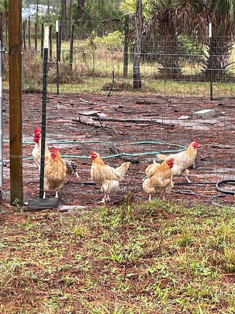 Chicken coop