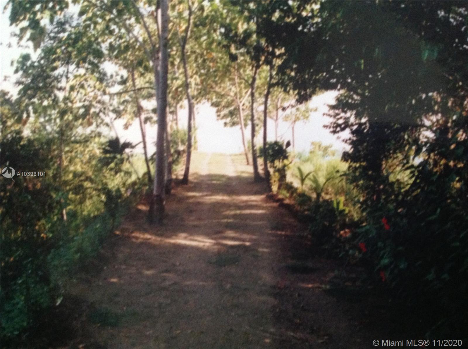 View from the old tree house