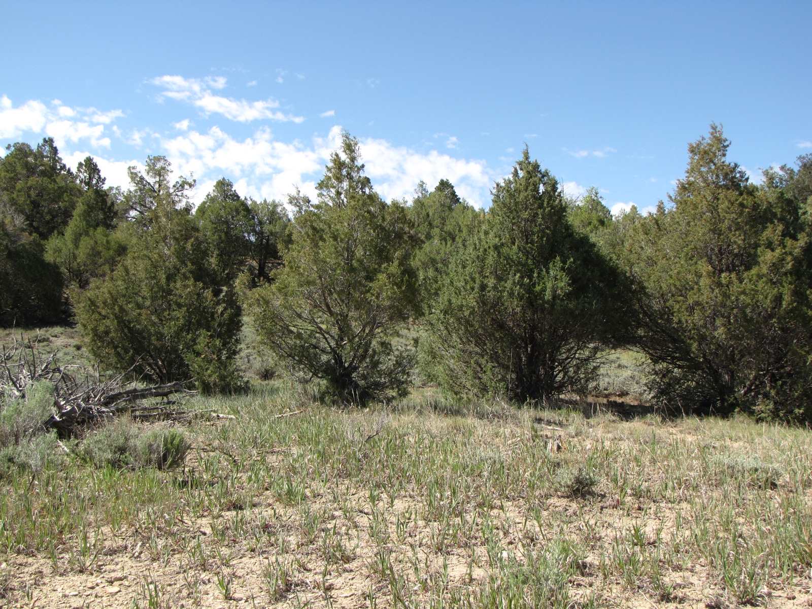 0 Garth Tract, Longhorn, Los Ojos, New Mexico 87551, ,Land,For Sale,0 Garth Tract, Longhorn,201905186