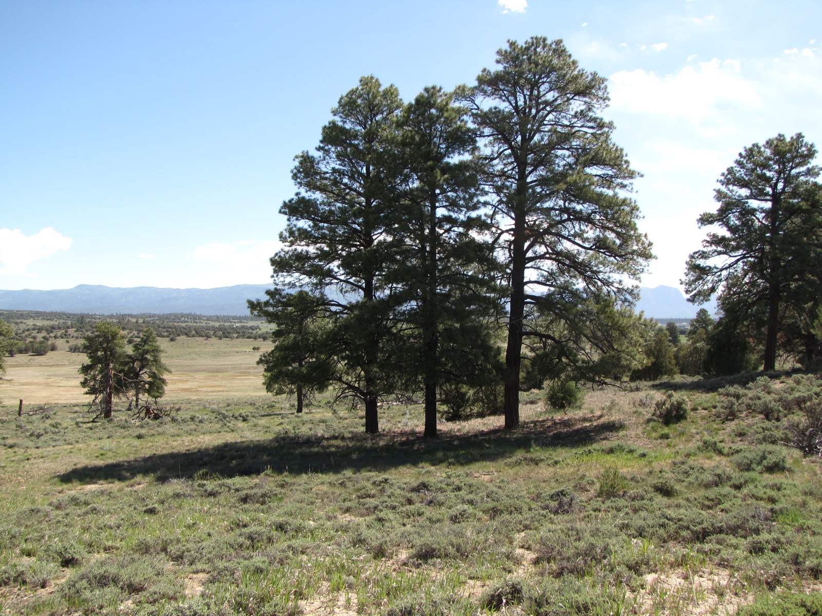 0 Garth Tract, Longhorn, Los Ojos, New Mexico 87551, ,Land,For Sale,0 Garth Tract, Longhorn,201905186