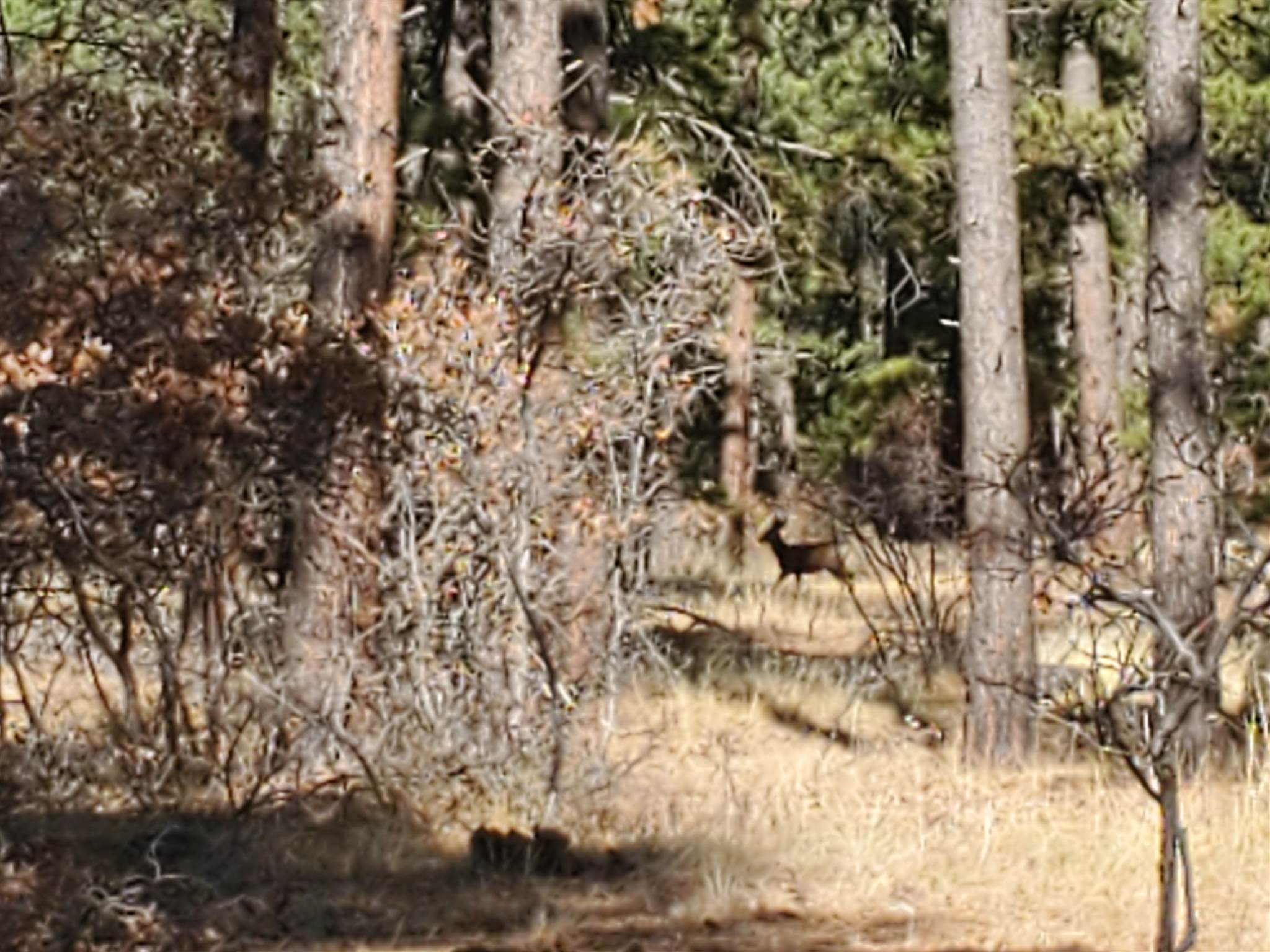 TBD North, Chama, New Mexico 87520, ,Land,For Sale,TBD North,201905307