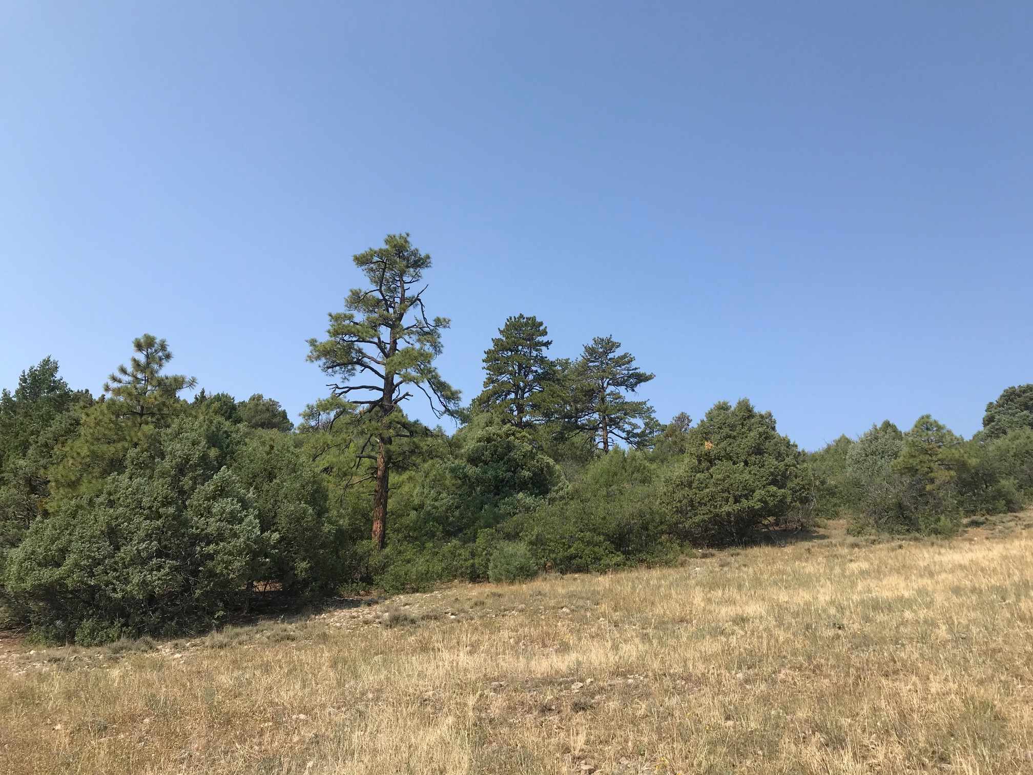 1 10A, Chama, New Mexico 87520, ,Land,For Sale,1 10A,202003511