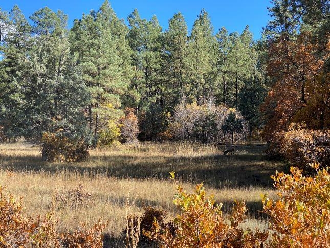 3 Junction, Chama, New Mexico 87520-9999, ,Land,For Sale,3 Junction,202104656