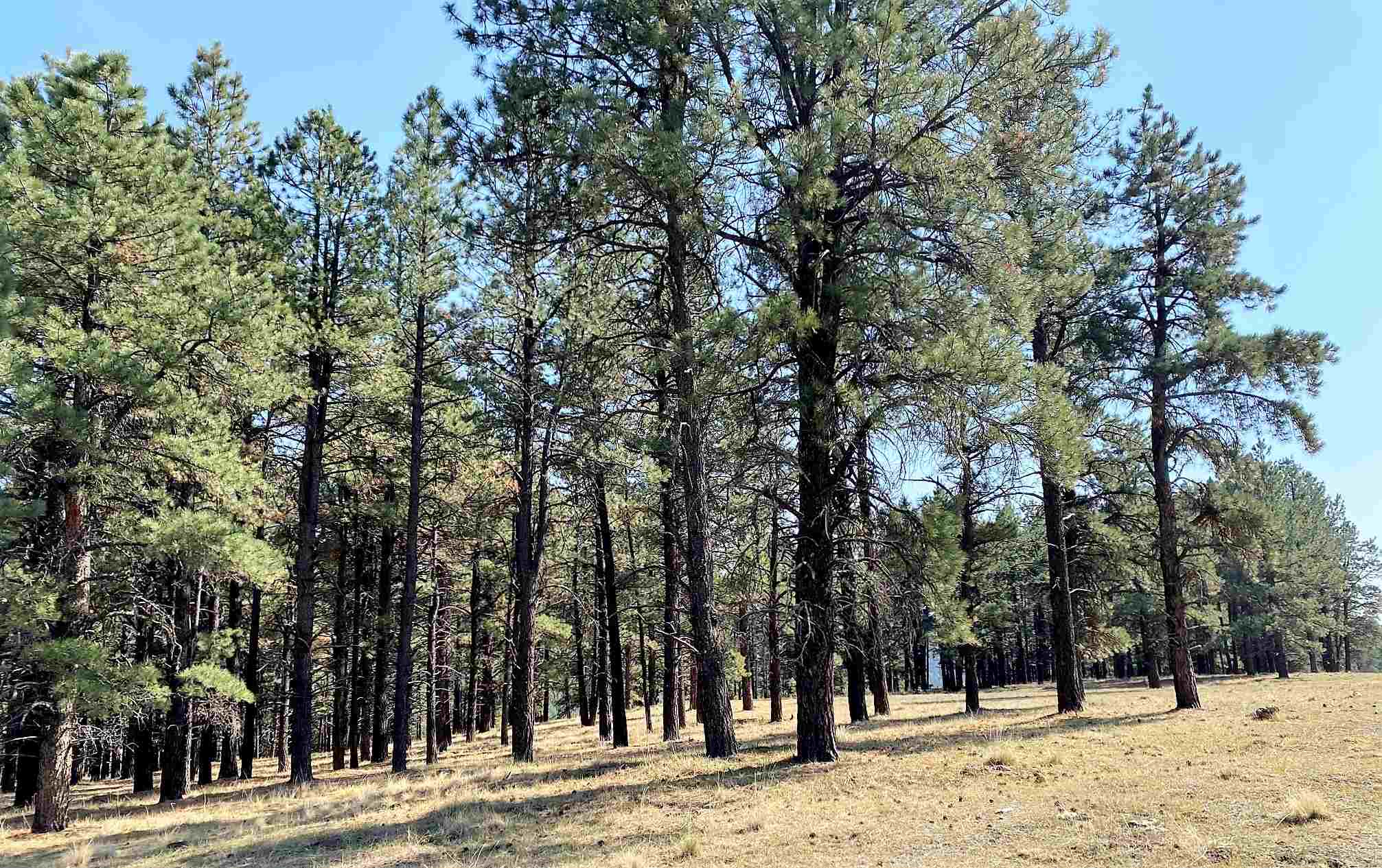 Tract D Crystal Springs Highway 126, Cuba, New Mexico 87013, ,Farm,For Sale,Tract D Crystal Springs Highway 126,202004411