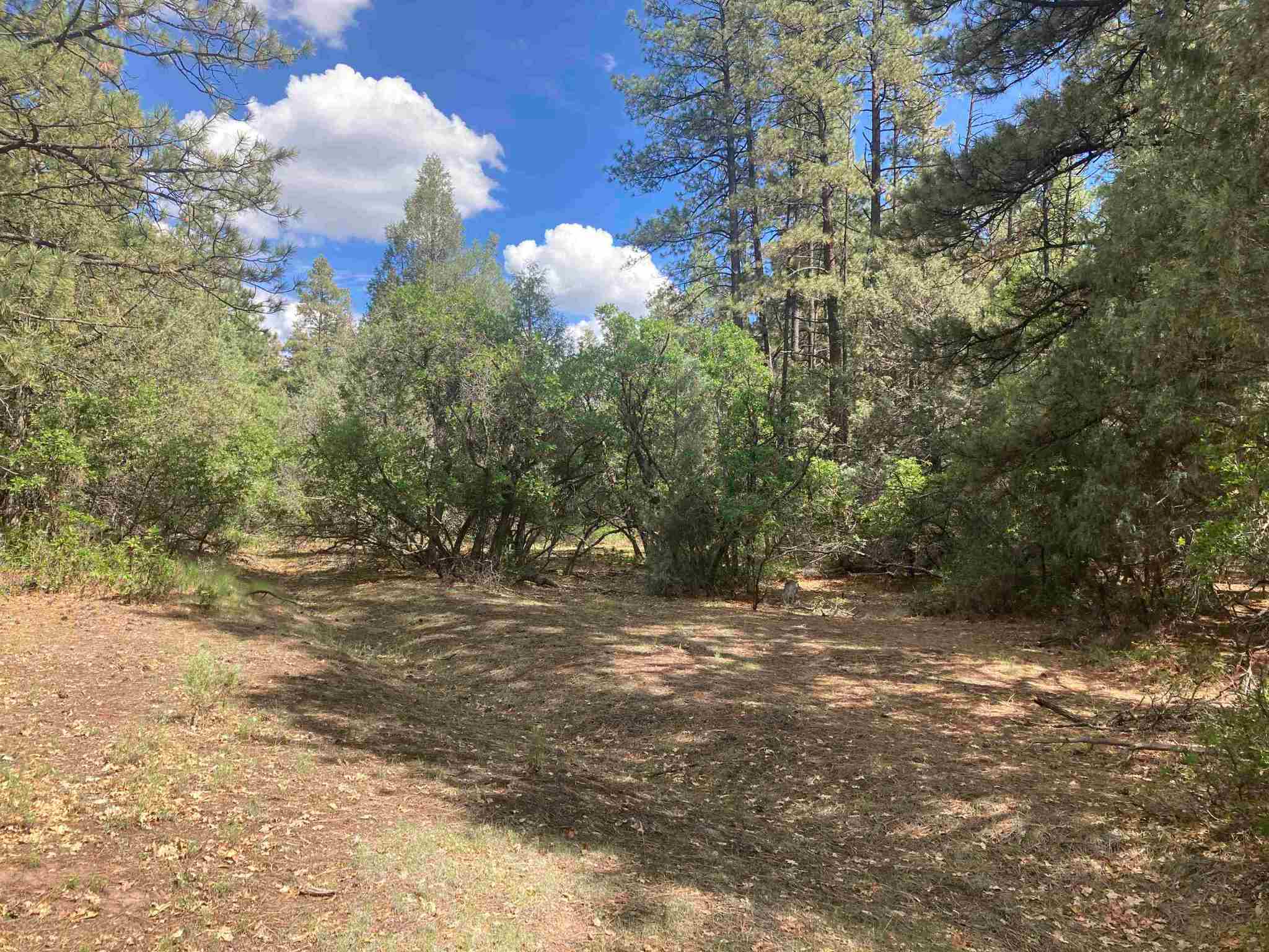 TBD Unit 7 Tract 104, Chama, New Mexico 87520, ,Land,For Sale,TBD Unit 7 Tract 104,202202423