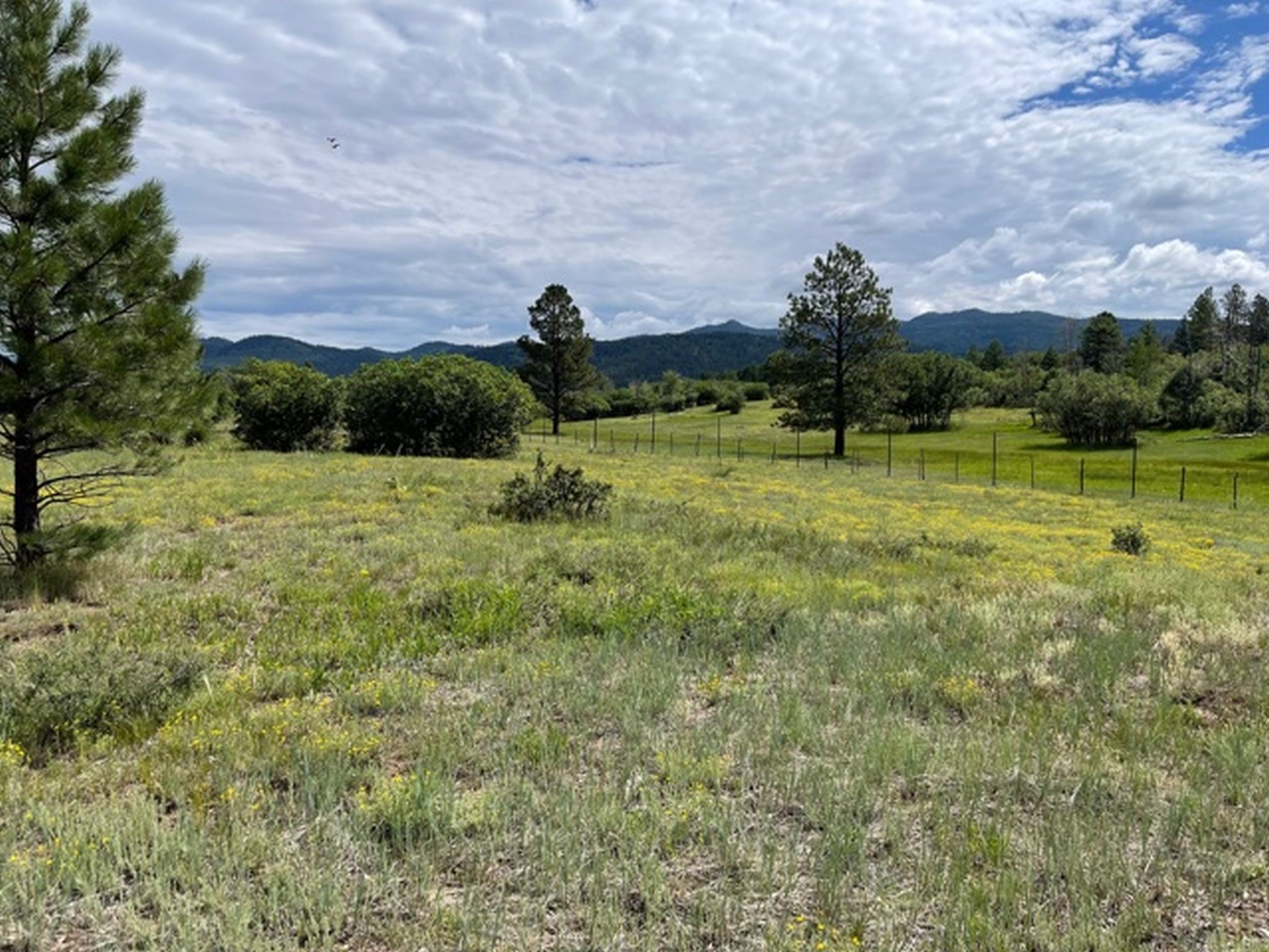 2 Sunflower Drive, Chama, New Mexico 87520, ,Land,For Sale,2 Sunflower Drive,202232322