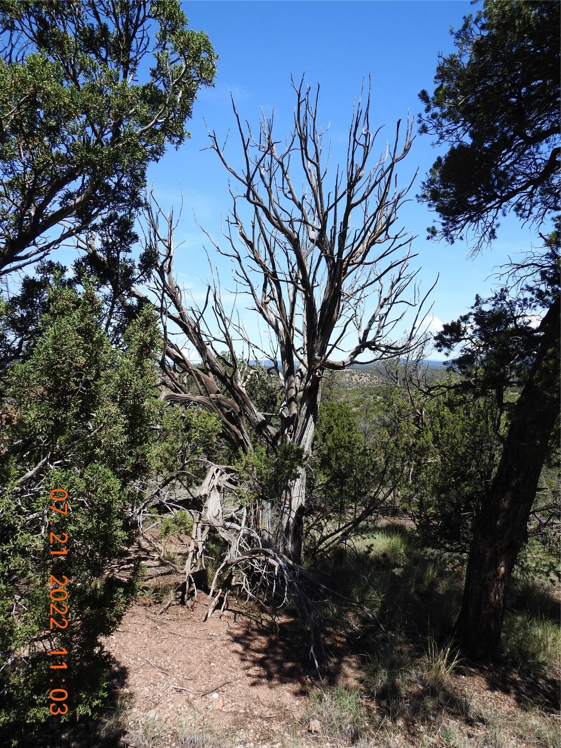 Old juniper tree on top of the monte