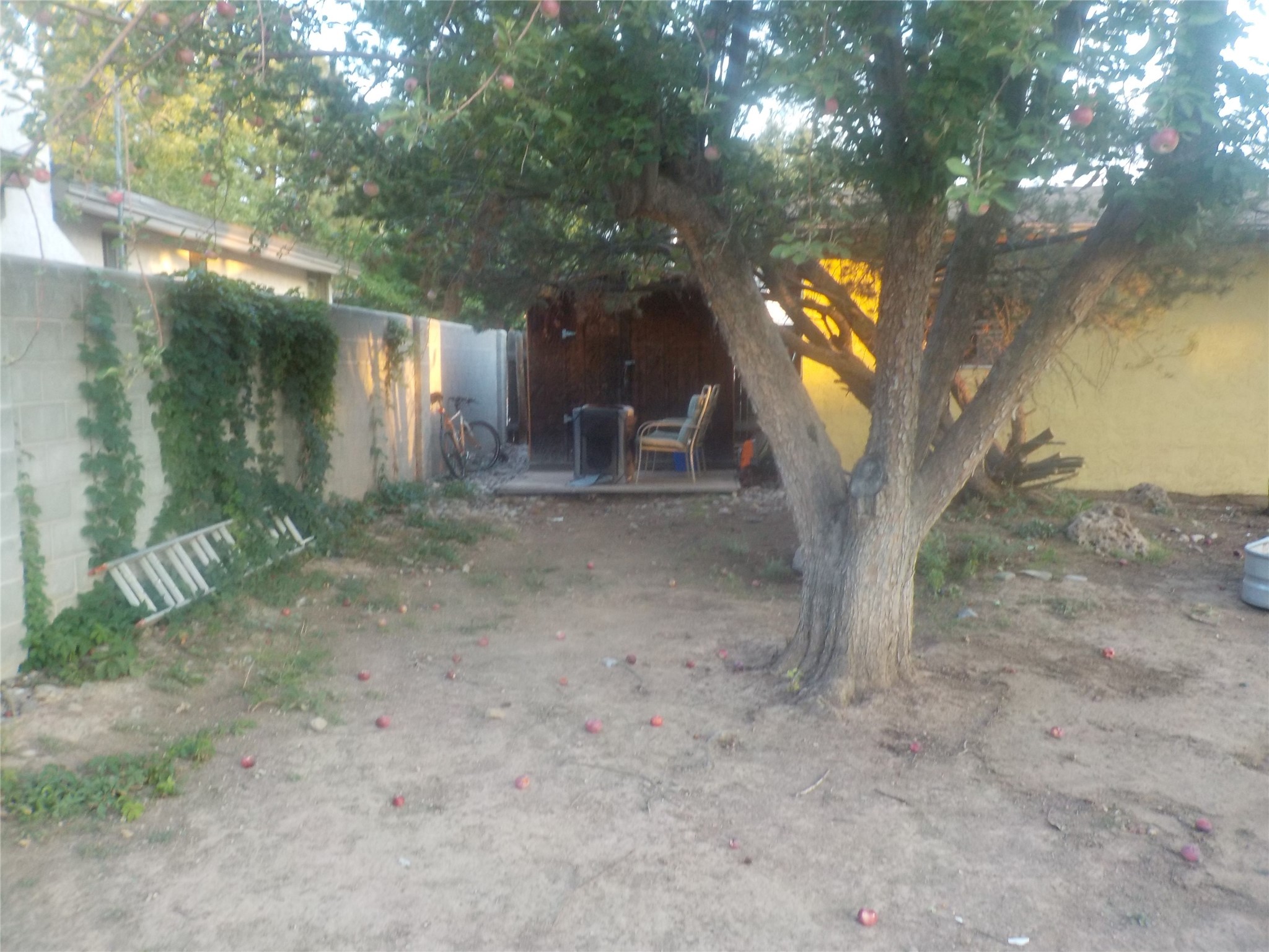 Backyard Apple Tree w/Shed