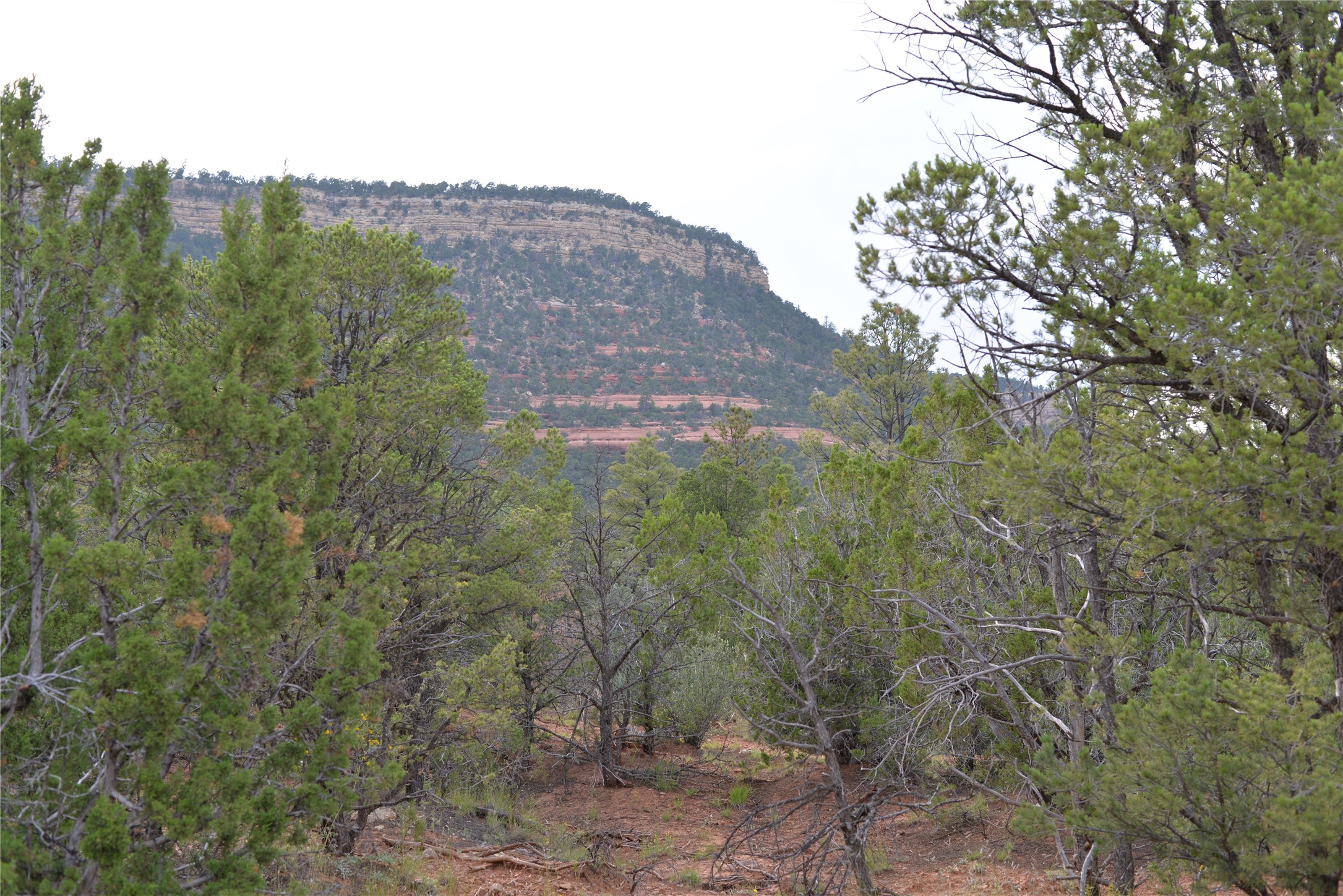 View of the Glorieta Mesa cliffs from the property.