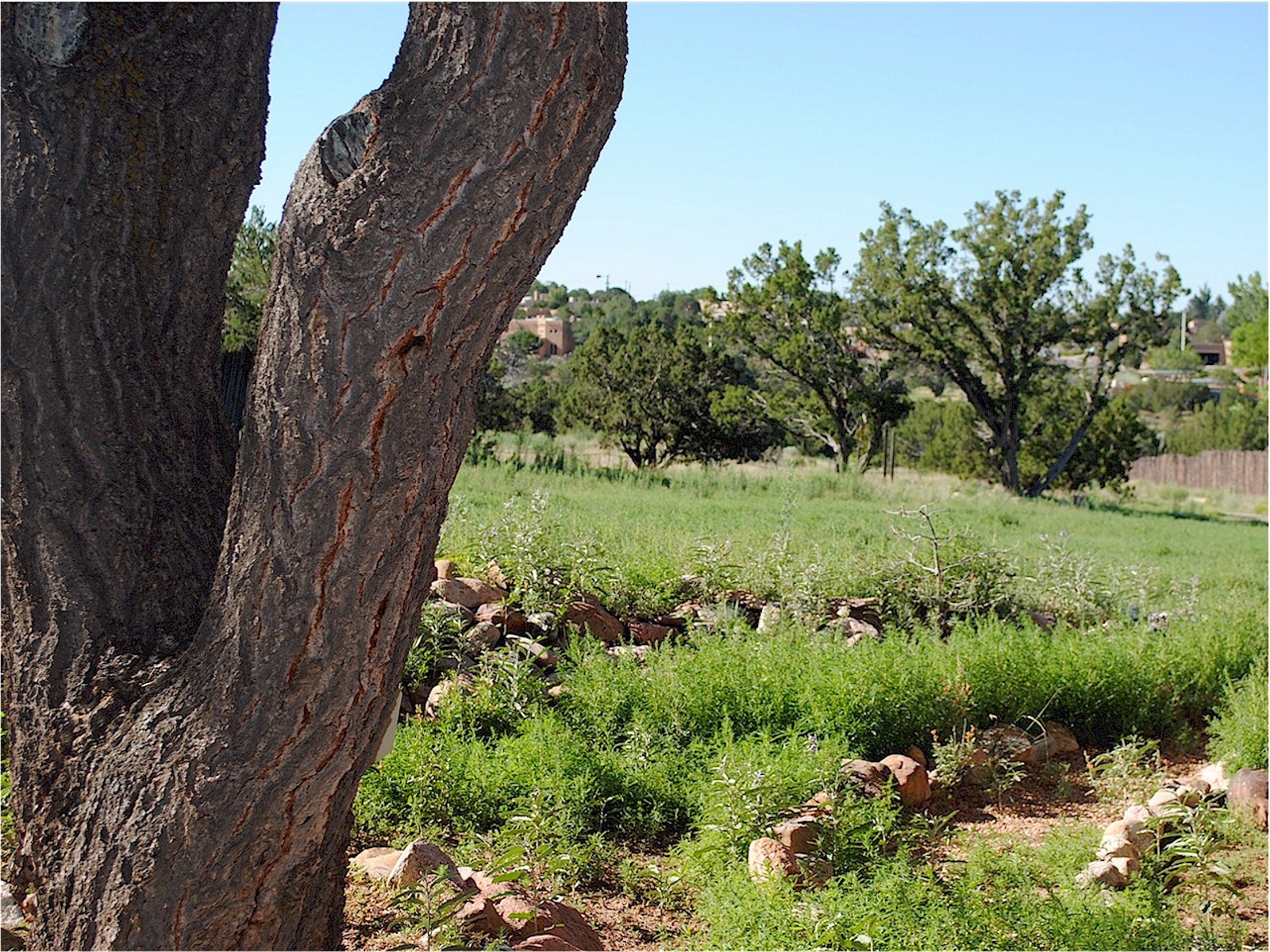 Pinon Trees and Grass land.
