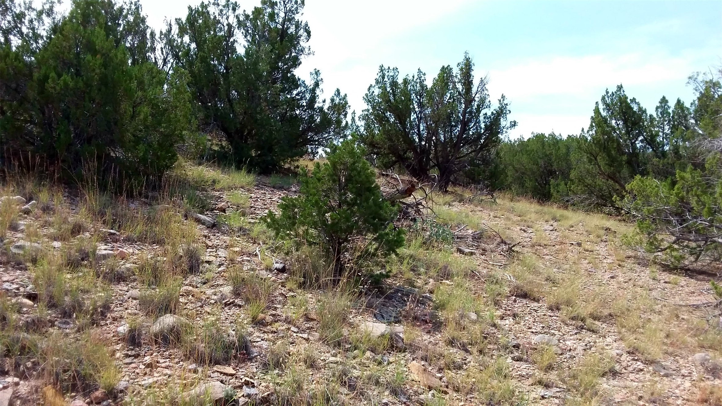 Young pinon trees scattered throughout