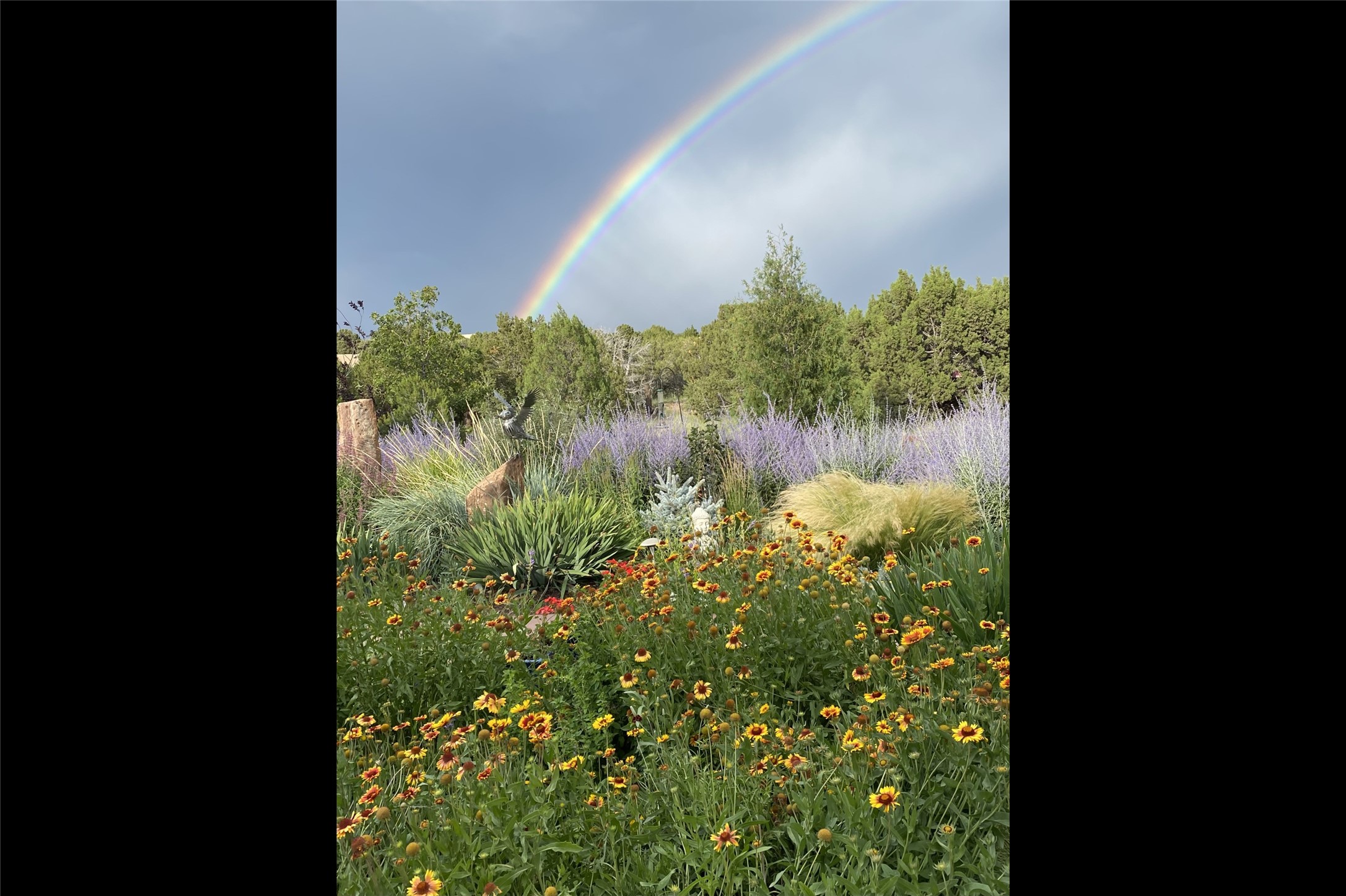 Wildflower Garden and Rainbow