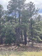 45 Silver Feather Trail, Pecos, New Mexico 87552, ,Land,For Sale,45 Silver Feather Trail,202334845