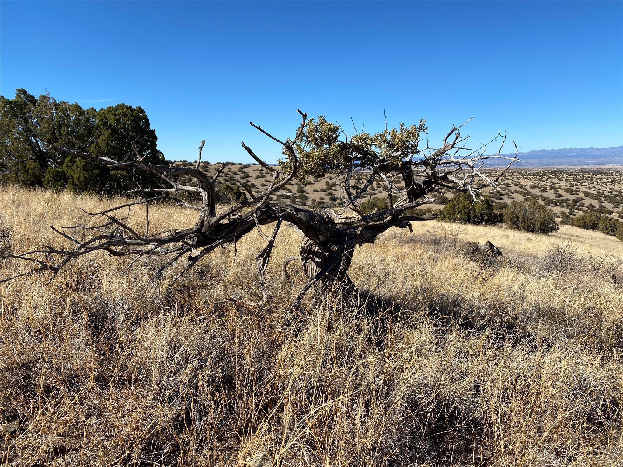 258 Red Rock, Cerrillos, New Mexico 87010, ,Land,For Sale,258 Red Rock,202334932