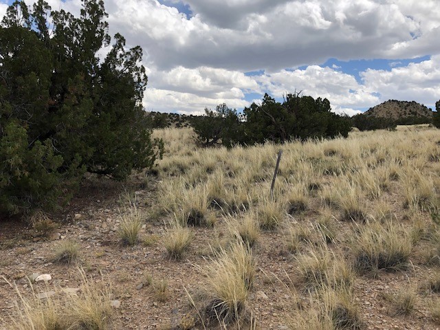 460 Camino Cerro Chato, Cerrillos, New Mexico 87010, ,Land,For Sale,460 Camino Cerro Chato,202338629