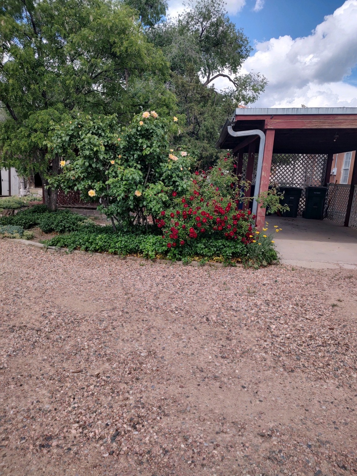 Carport and Roses