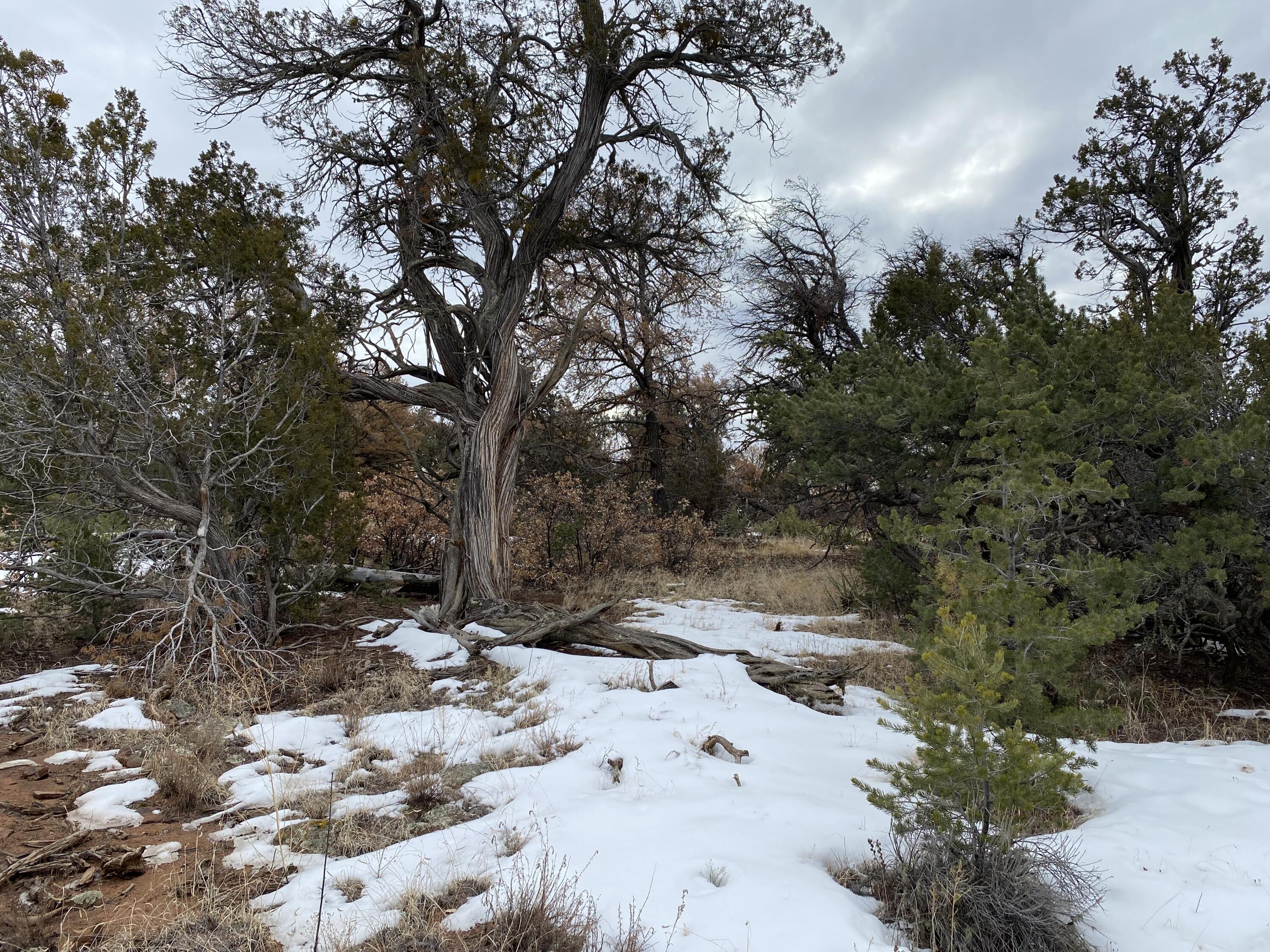 Lot 709 Fred, Ramah, NM 87321