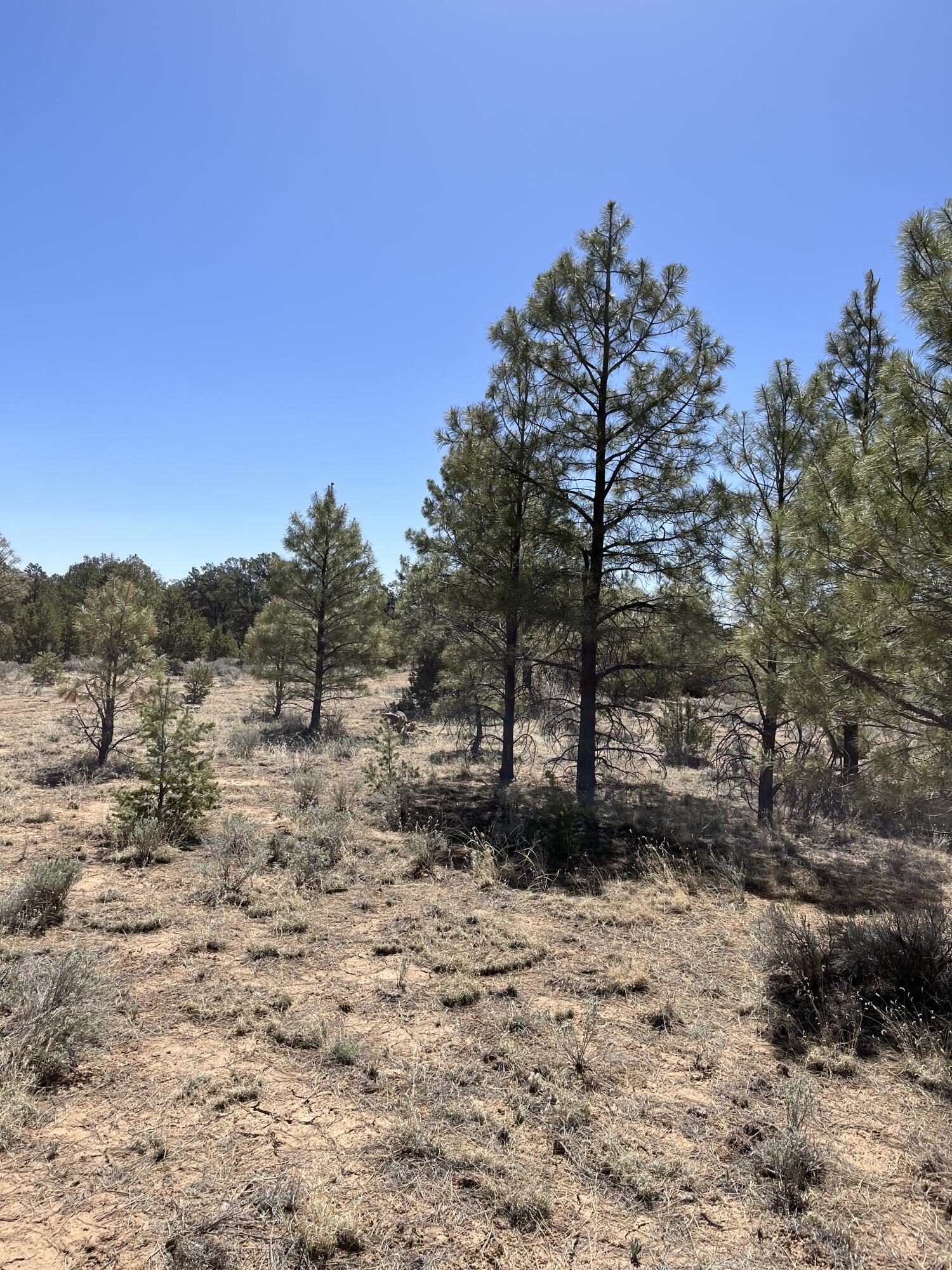 Lot 239 Ranch Drive, Ramah, NM 87321