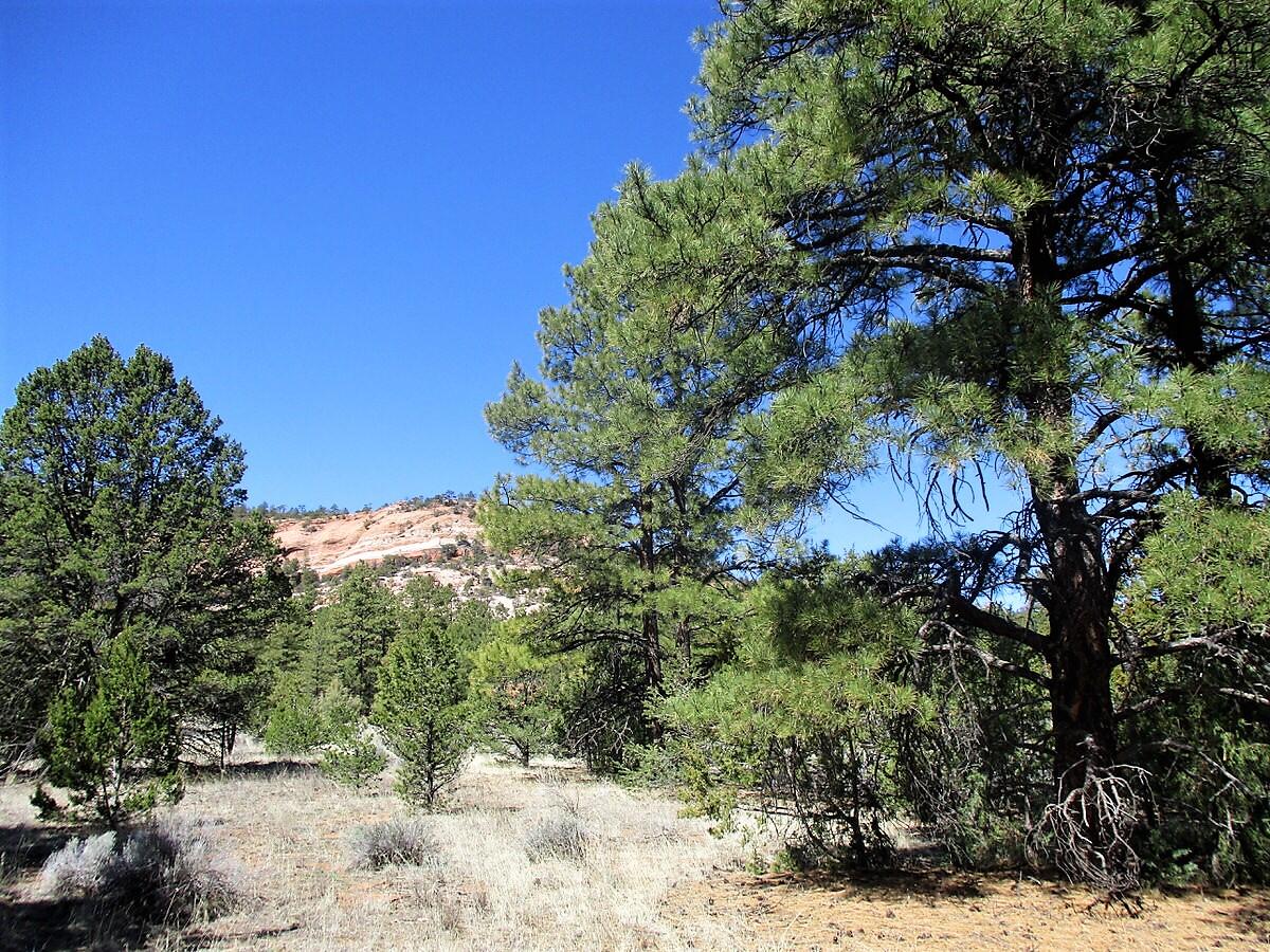 Lot 6 Conejo Drive, Ramah, NM 87321