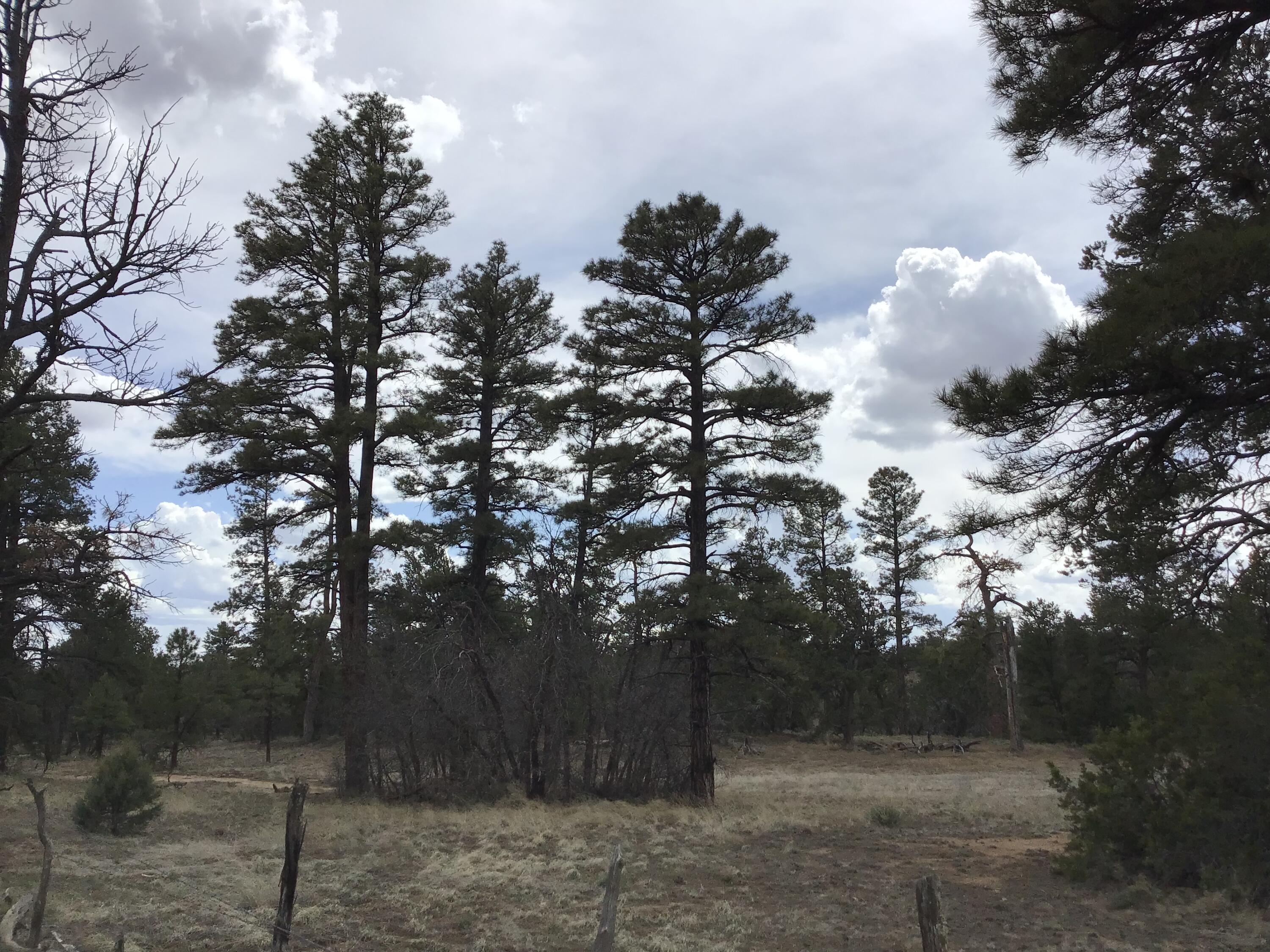 Lot 18 Davids Rock Road, Ramah, NM 87321