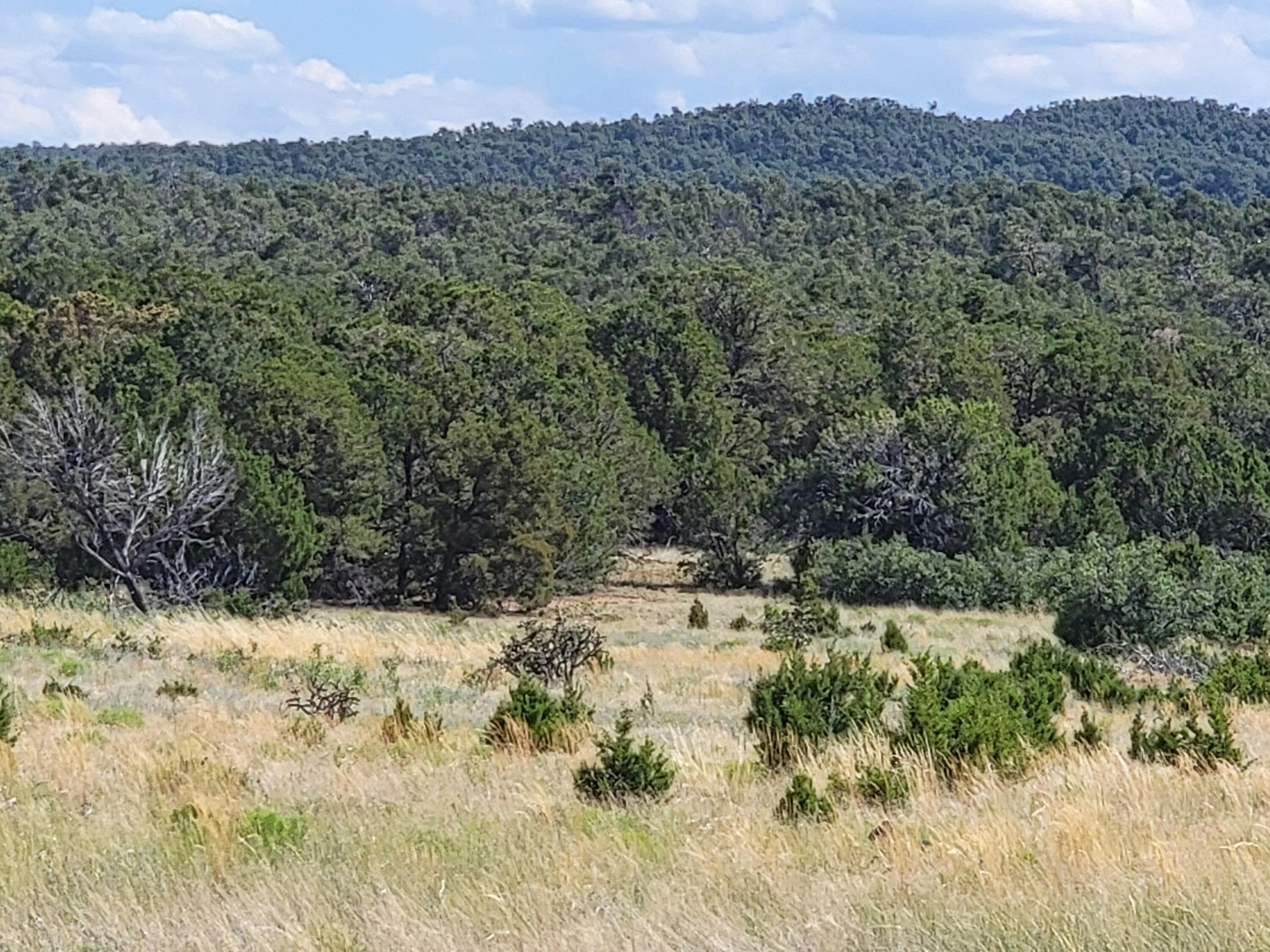 590 Fr 462, Tijeras, New Mexico 87059, ,Land,For Sale,590 Fr 462,1038061