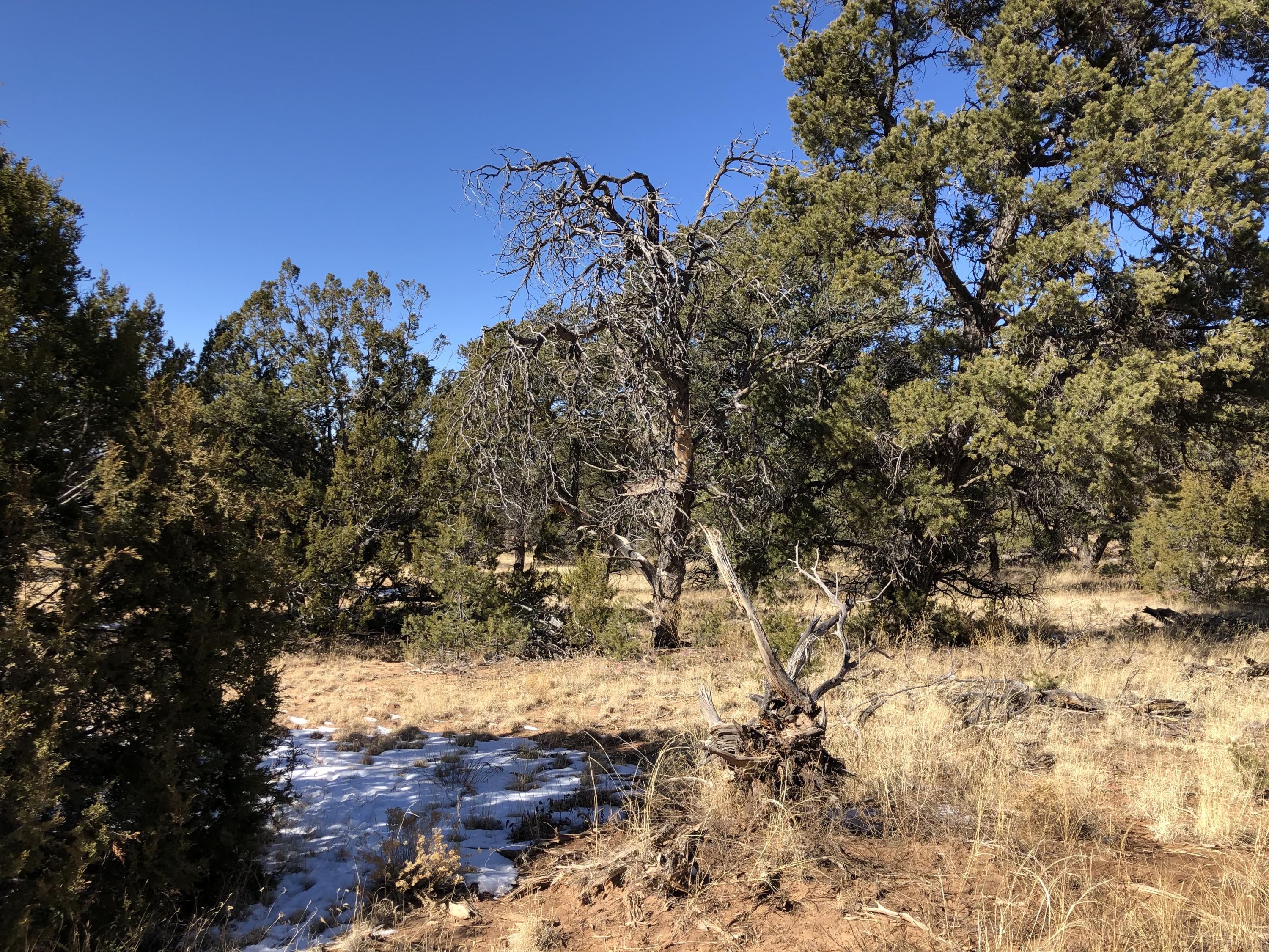 Lot 5 Hickory Lane, Ramah, NM 87321