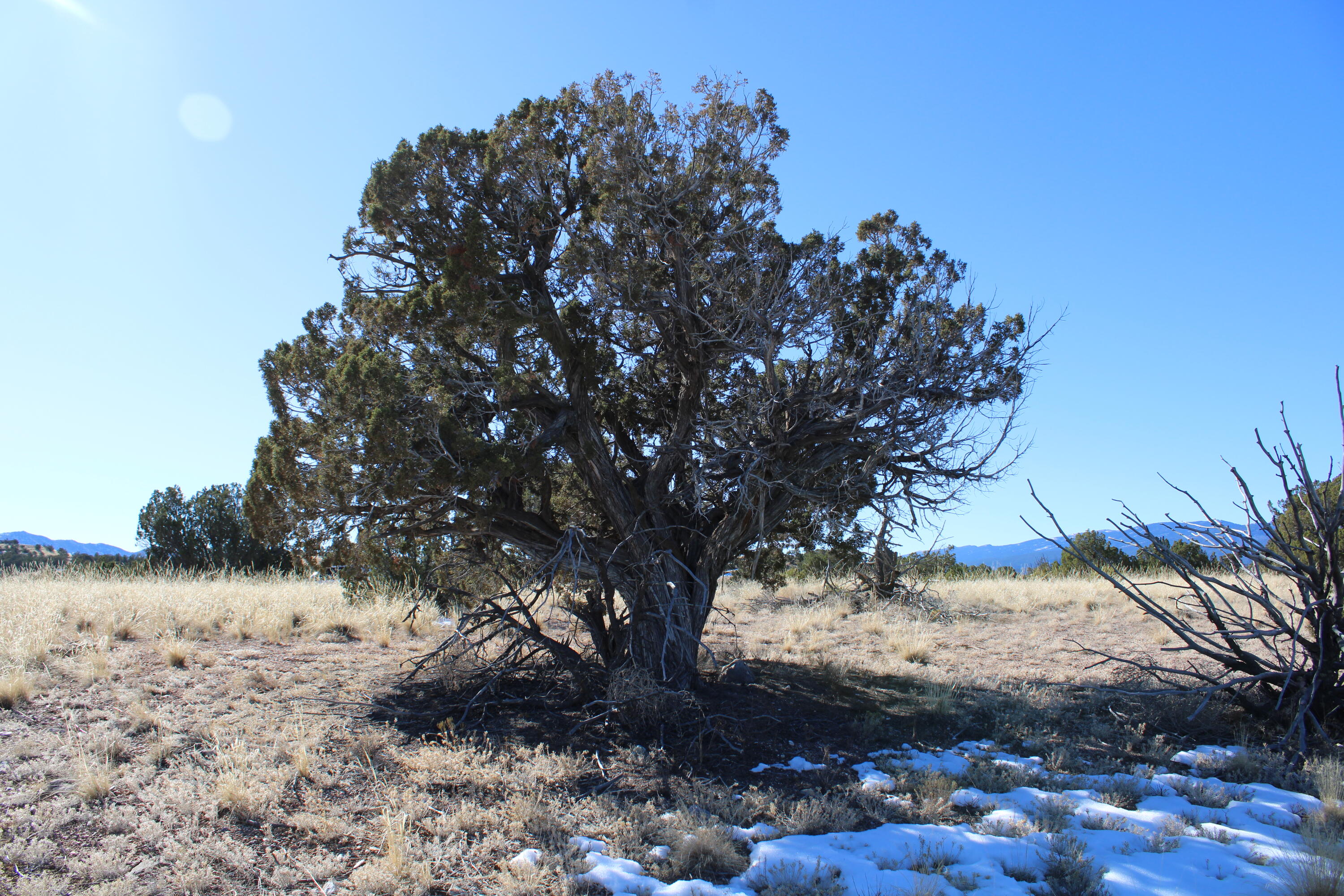 105 Acres Demetrio Road, Sandia Park, NM 