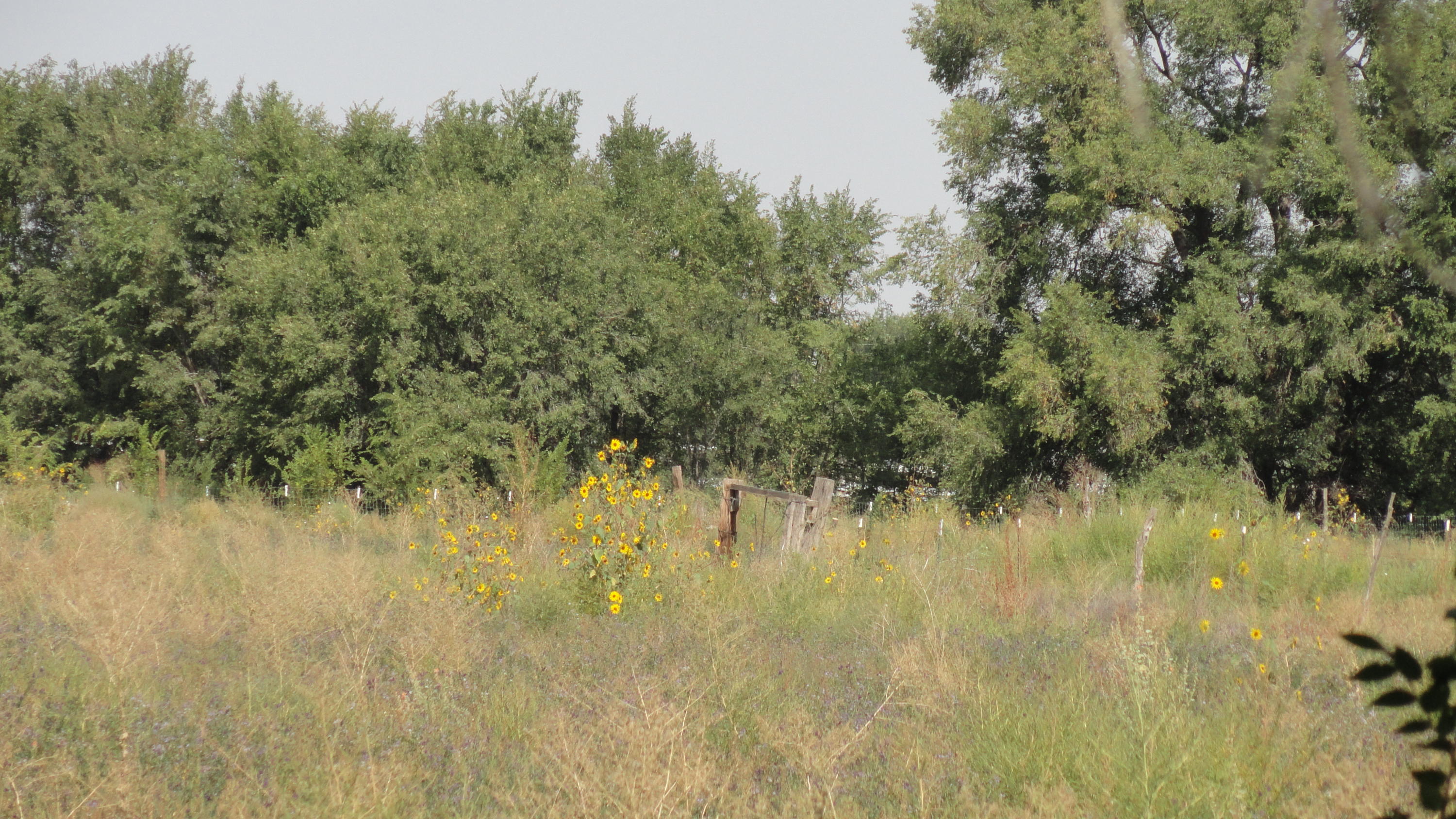 Molina Road Tract A4B, Peralta, NM 87042