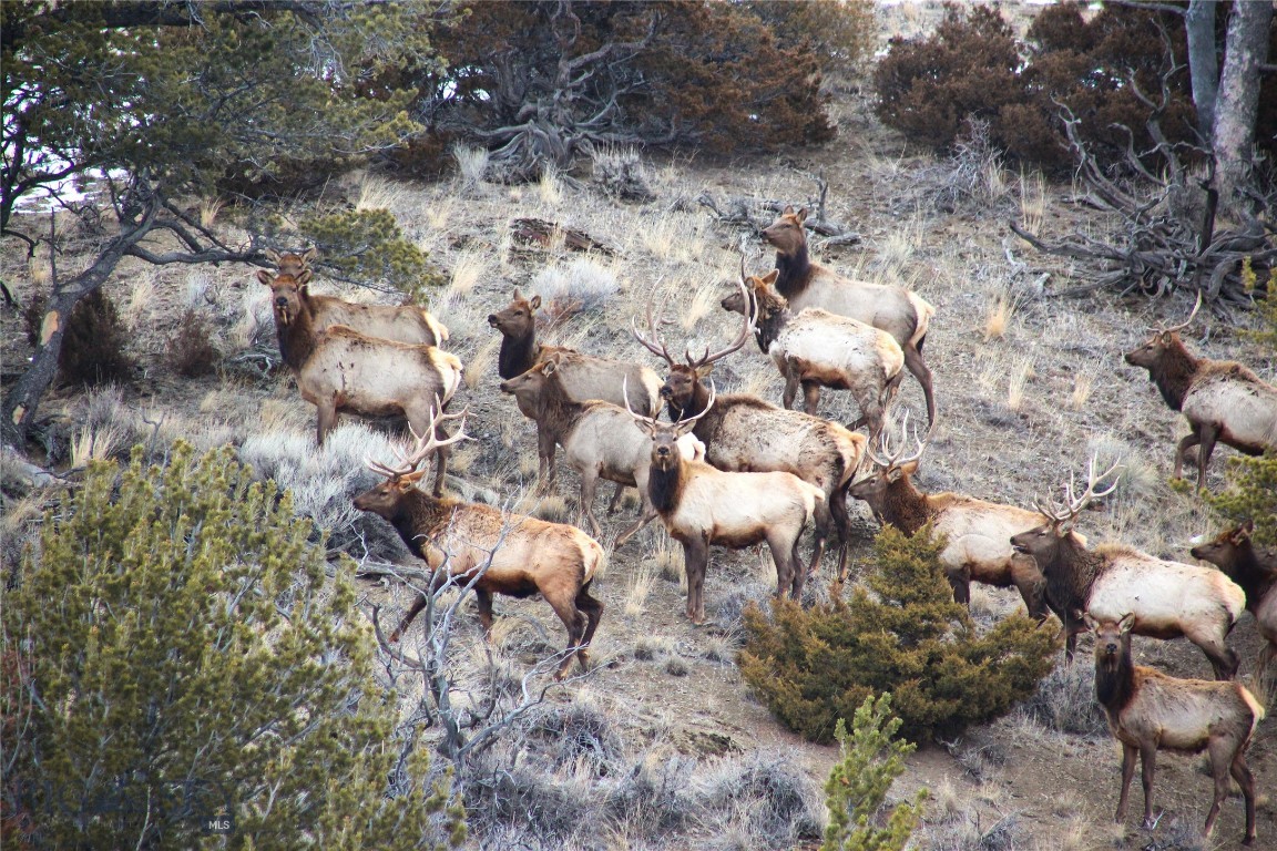 Elk herd on Gallatin River Ranch, (photo not taken from listed parcel).