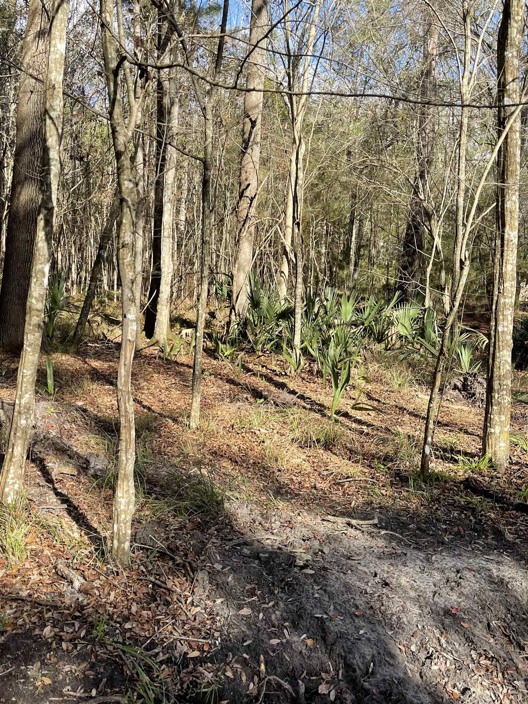 XXXX McCook Road, QUINCY, FL 32351