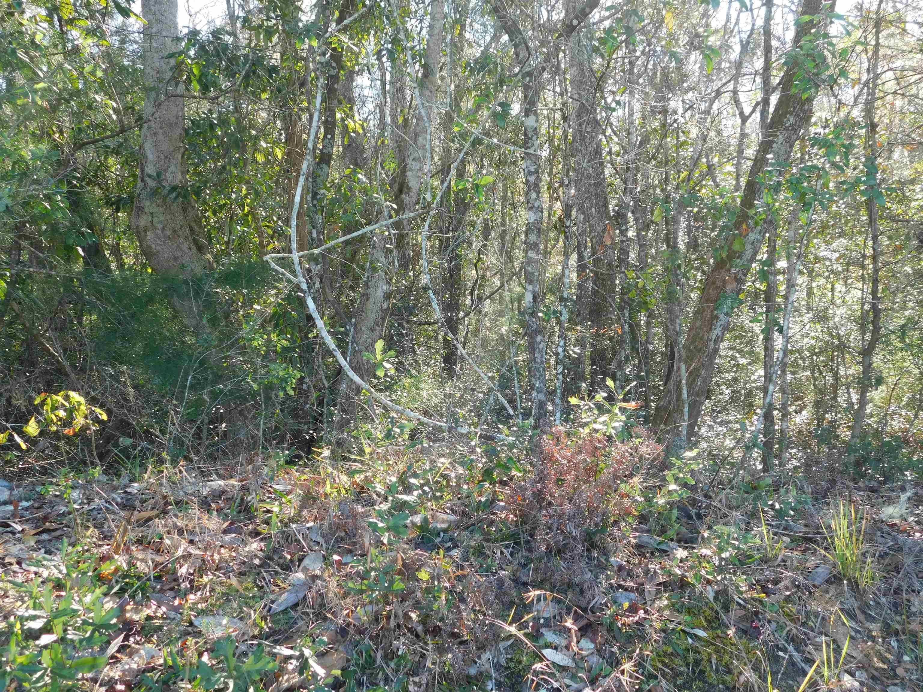 0 Collins Landing Road, TALLAHASSEE, FL 32310
