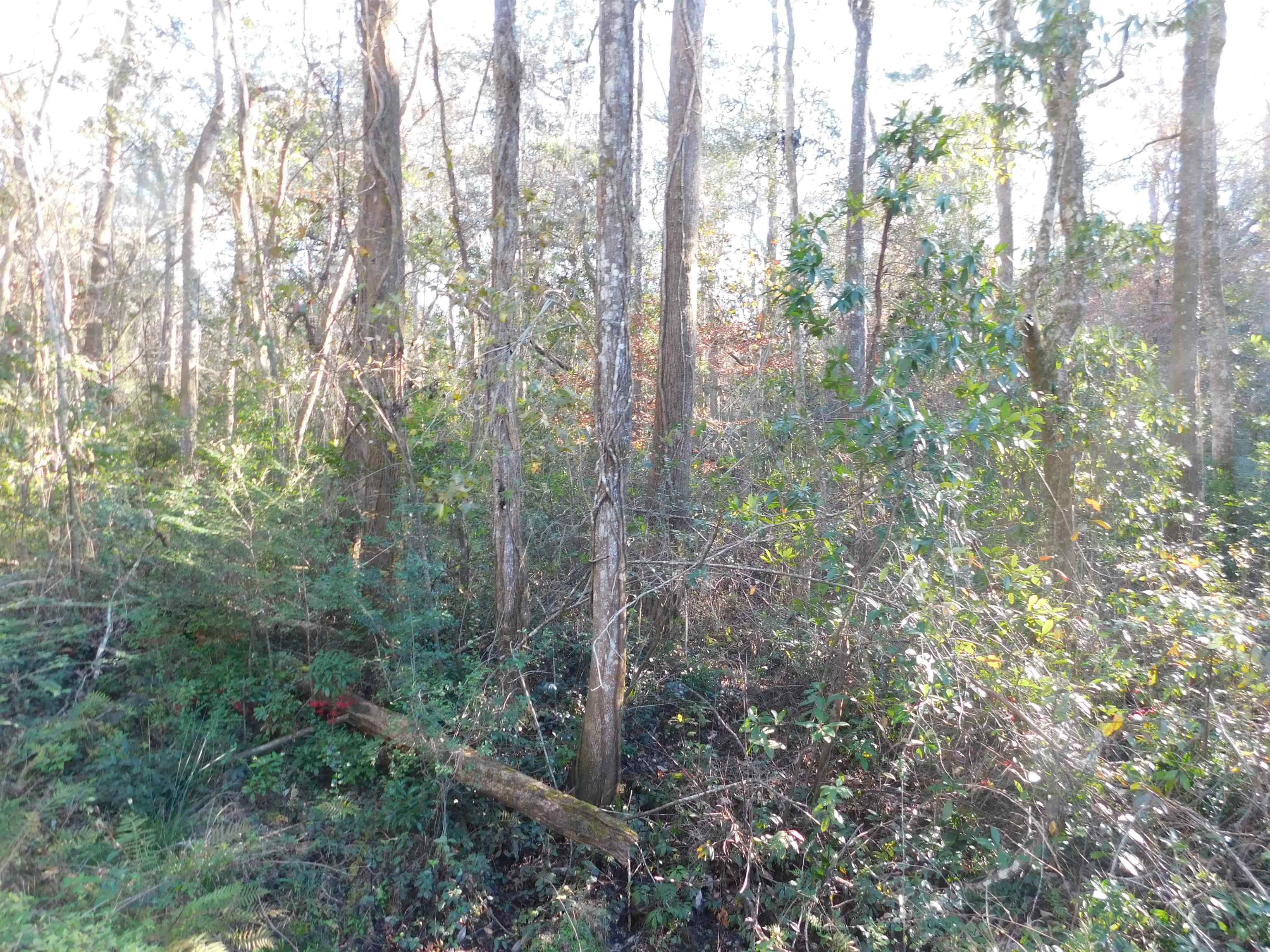0 Collins Landing Road, TALLAHASSEE, FL 32310