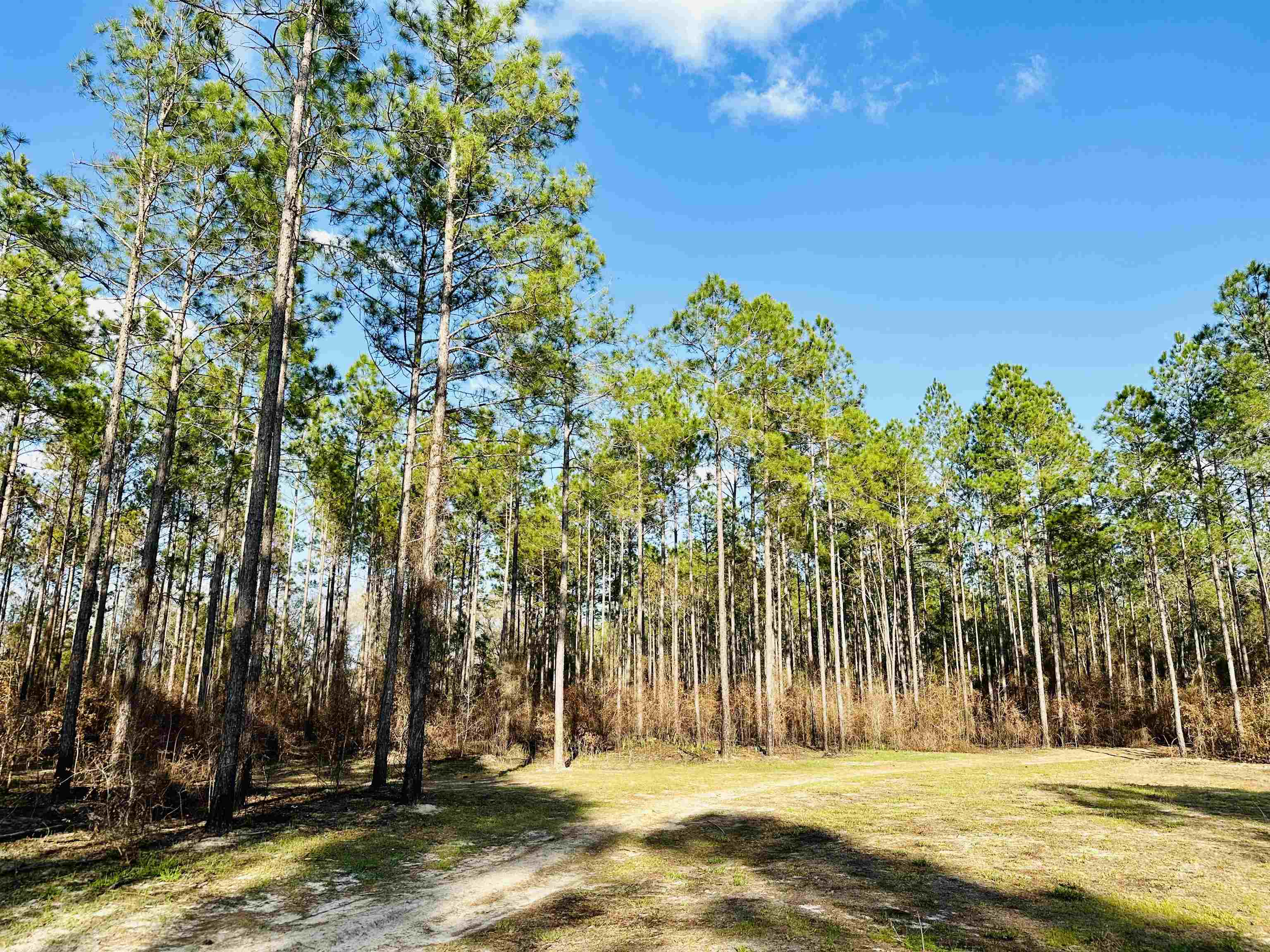 Vacant NE Country Kitchen Road, MADISON COUNTY, FL 32340