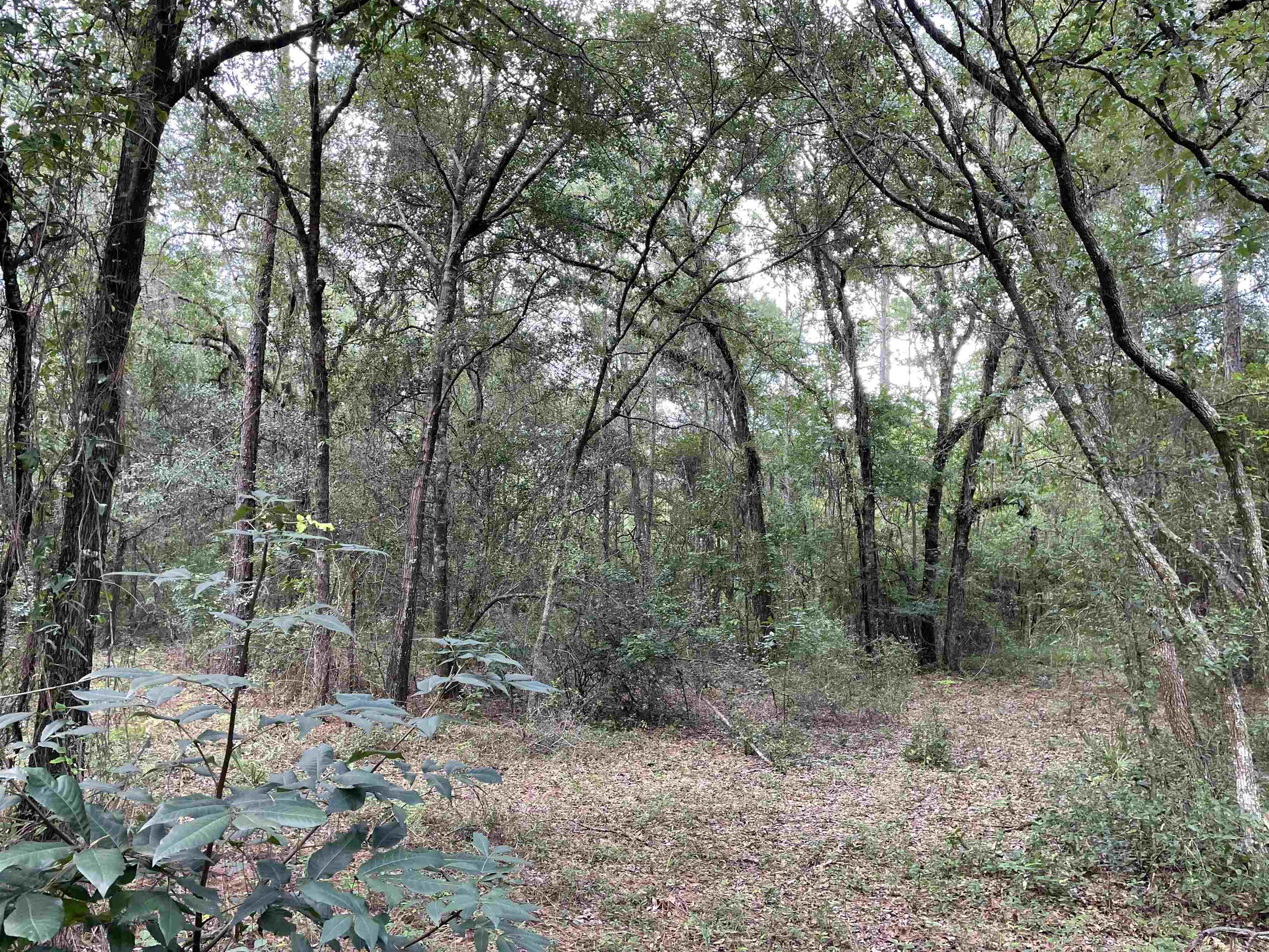 Withlacoochee River Property For Sale